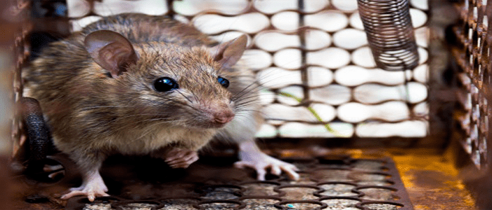 Best Rodent Control Service