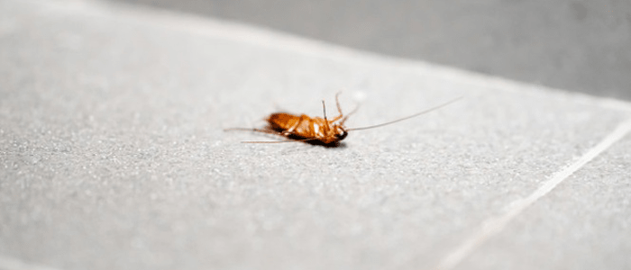 Cockroach Control Strathfield